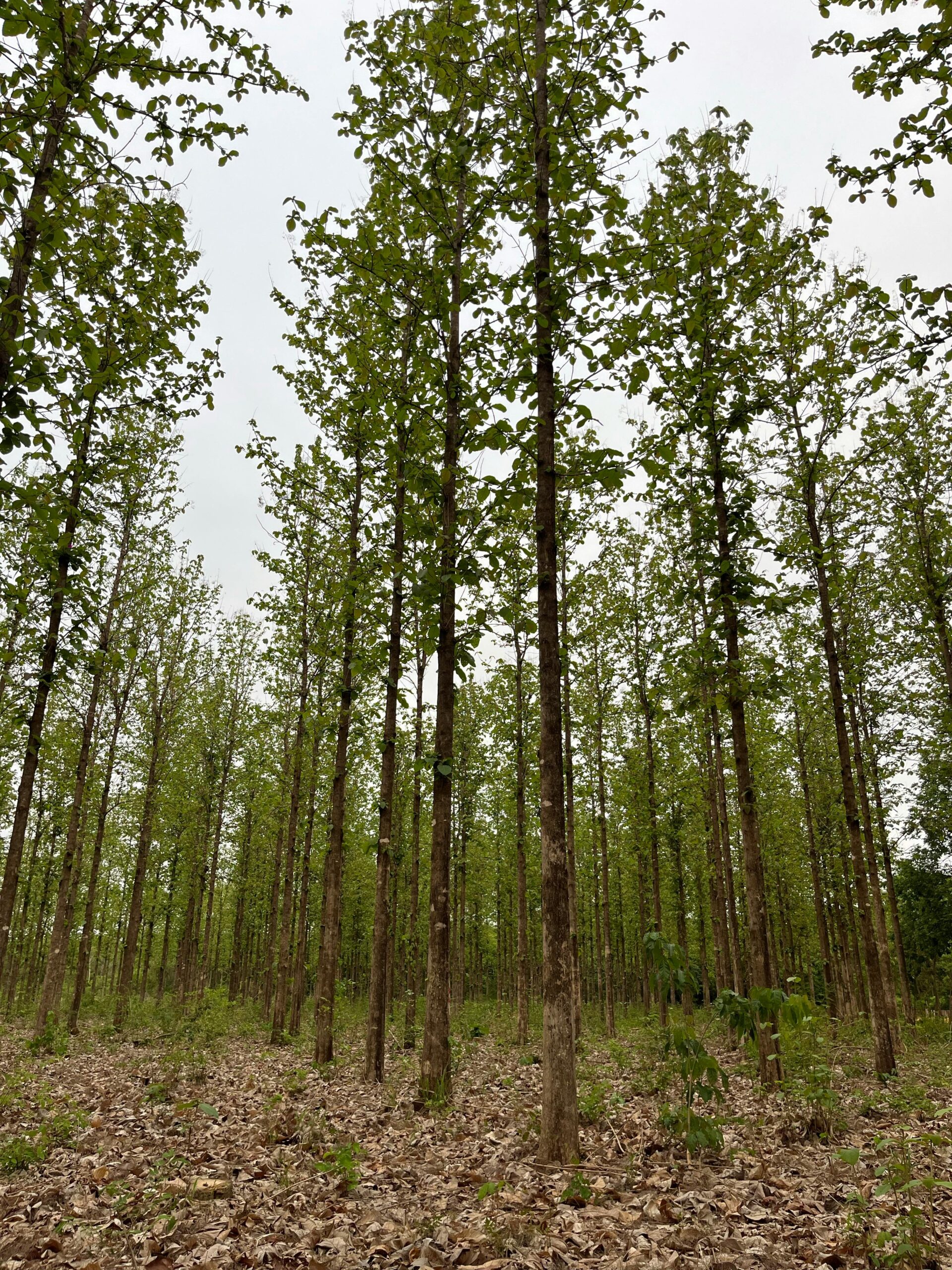 Golden Care Teak Protector review